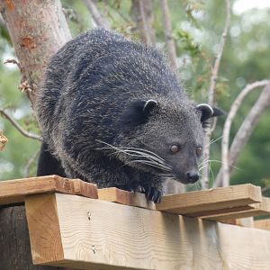 Binturong