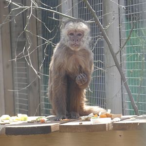 Capuchin