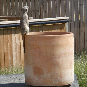 Meerkat