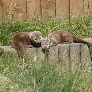 Asian Short-clawed Otter