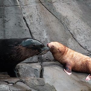 Rare albino South Amercian Fur Seal (arctocephalus australis) was born in Hamburg