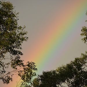 Rainbow.