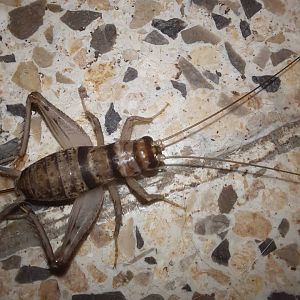 Tropical House Cricket (Gryllodes sigillatus)