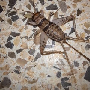 Tropical House Cricket (Gryllodes sigillatus)