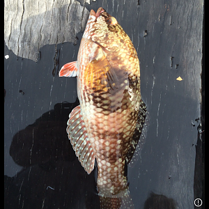 Blue Throated Wrasse (Notolabrus tetricus)