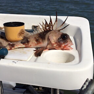 Common Gurnard Perch (Neosebastes scorpaenoides)