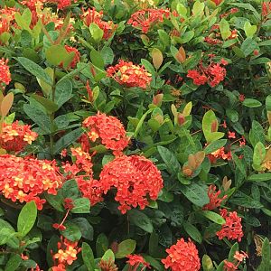 Oriental Carpenter Bee (Xylocopa Nasalis)