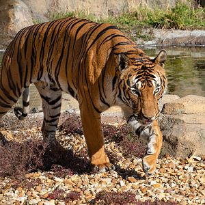 Malayan Tiger (male) / Hamerton 13-9-2019