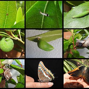 Life cycle of the Foxy Emperor