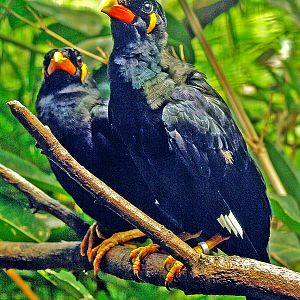 Gracula r. religiosa