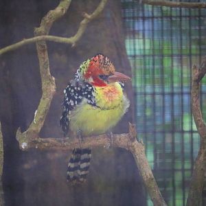 Old Photo- Trachyphonus erythrocephalus / Red-&-Yellow Barbet