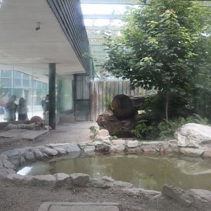 White tiger outdoors