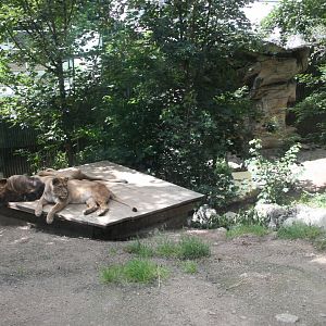 Barbary leo outdoors