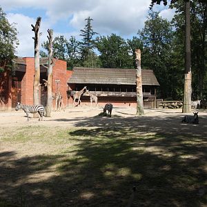 African exhibit - Rotschild's giraffe + Maneless zebra