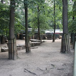 Golden takin exhibit