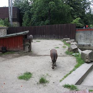 Tapir exhibit