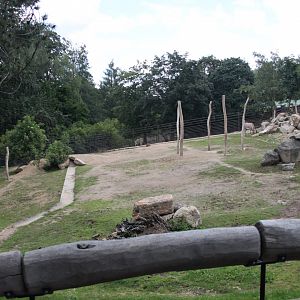 Somali wild ass exhibit