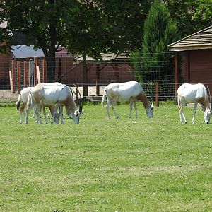 herd of scimitar-horned oryxes