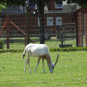 scimitar-horned oryx