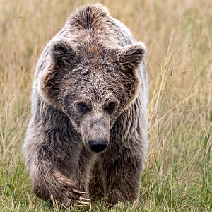 Syrian Brown Bear / Hamerton / 29-7-20