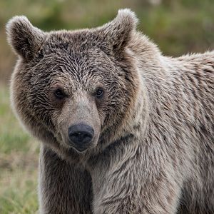 Syrian Brown Bear / Hamerton / 29-7-20