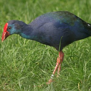Western swamphen (Porphyrio porphyrio)