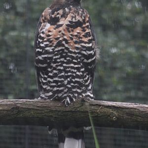 Crowned eagle (Stephanoaetus coronatus)