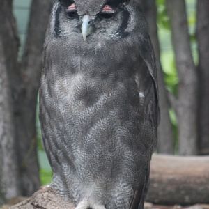 Verreaux's eagle-owl (Bubo lacteus)