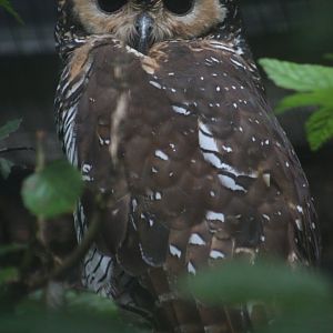 Spotted wood owl (Strix seloputo)