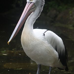 Australian pelican (Pelecanus conspicillatus)
