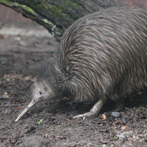 North Island brown kiwi (Apteryx mantelli)