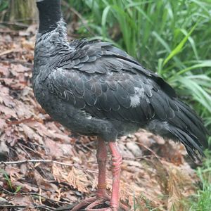 Northern screamer (Chauna chavaria)