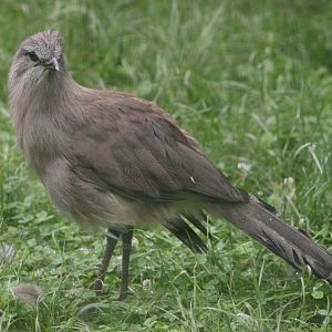 Black-legged seriema (Chunga burmeisteri)