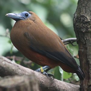 Capuchinbird (Perissocephalus tricolor)