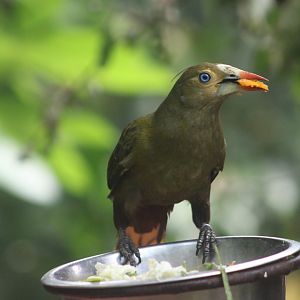 Green oropendola (Psarocolius viridis)