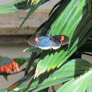 Can anyone id this butterfly