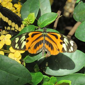 Can anyone id this butterfly