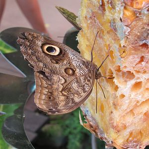 Can anyone id this butterfly