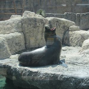 patagonian sea lion