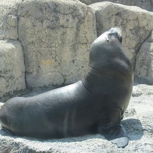 patagonian sea lion