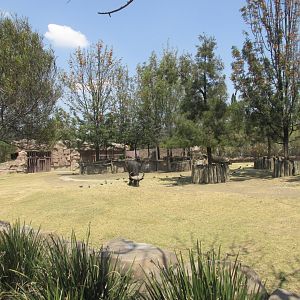 cape buffalo enclosure