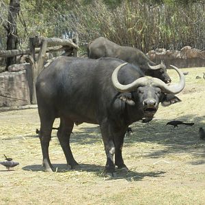 cape buffalo
