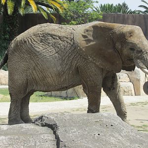 african elephant Ely