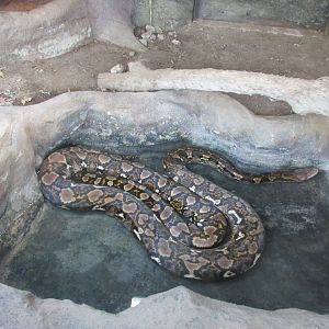 burmese python