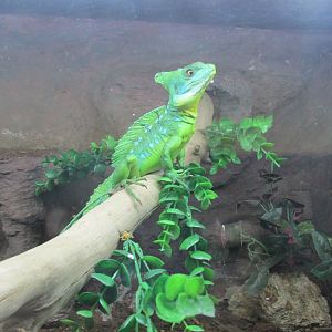 green basilisk