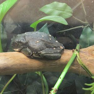 mexican leaf frog