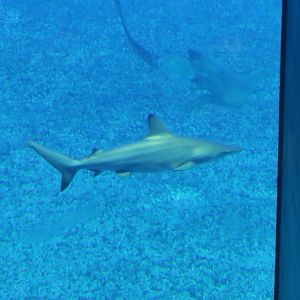 Spot-Tail Shark (Carcharhinus sorrah)