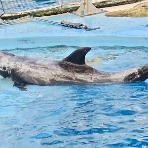 Risso's Dolphin (Grampus griseus) - Farglory Ocean Park