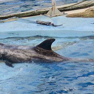 Risso's Dolphin (Grampus griseus) - Farglory Ocean Park