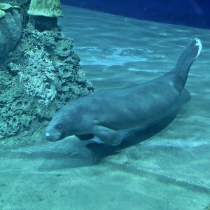 African Manatee (Trichechus senegalensis) - Farglory Ocean Park